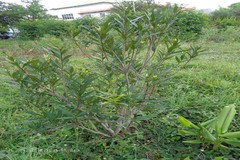 Syzygium occidentale